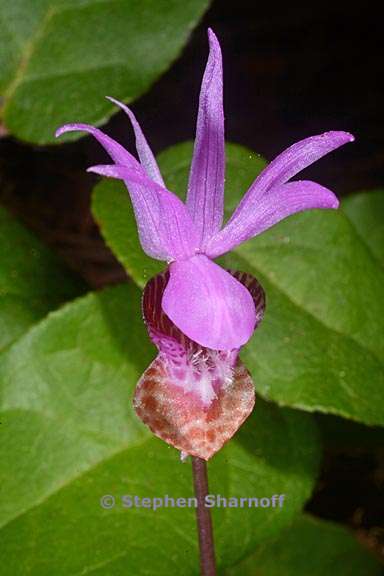 calypso bulbosa 1 graphic